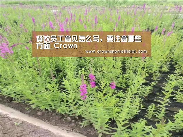餐饮员工意见怎么写,要注意哪些方面_Crown(图3) 餐饮员工意见怎么写,要注意哪些方面_Crown(图3)