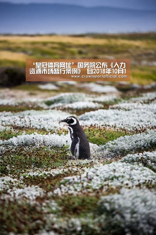 皇冠app